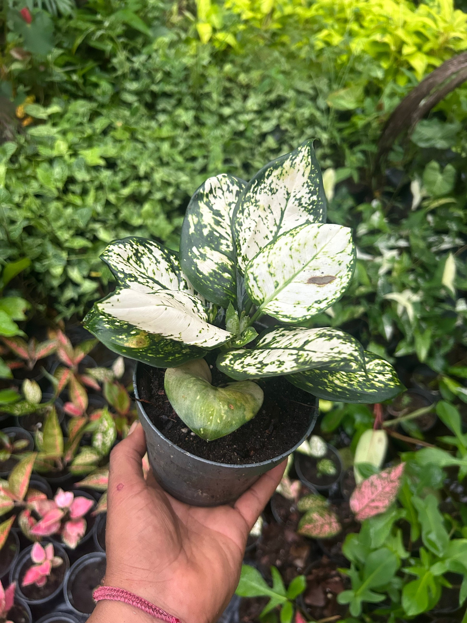 aglaonema variedades cuidados Aglaonema Super White - Planta Tropical de Hojas Blancas