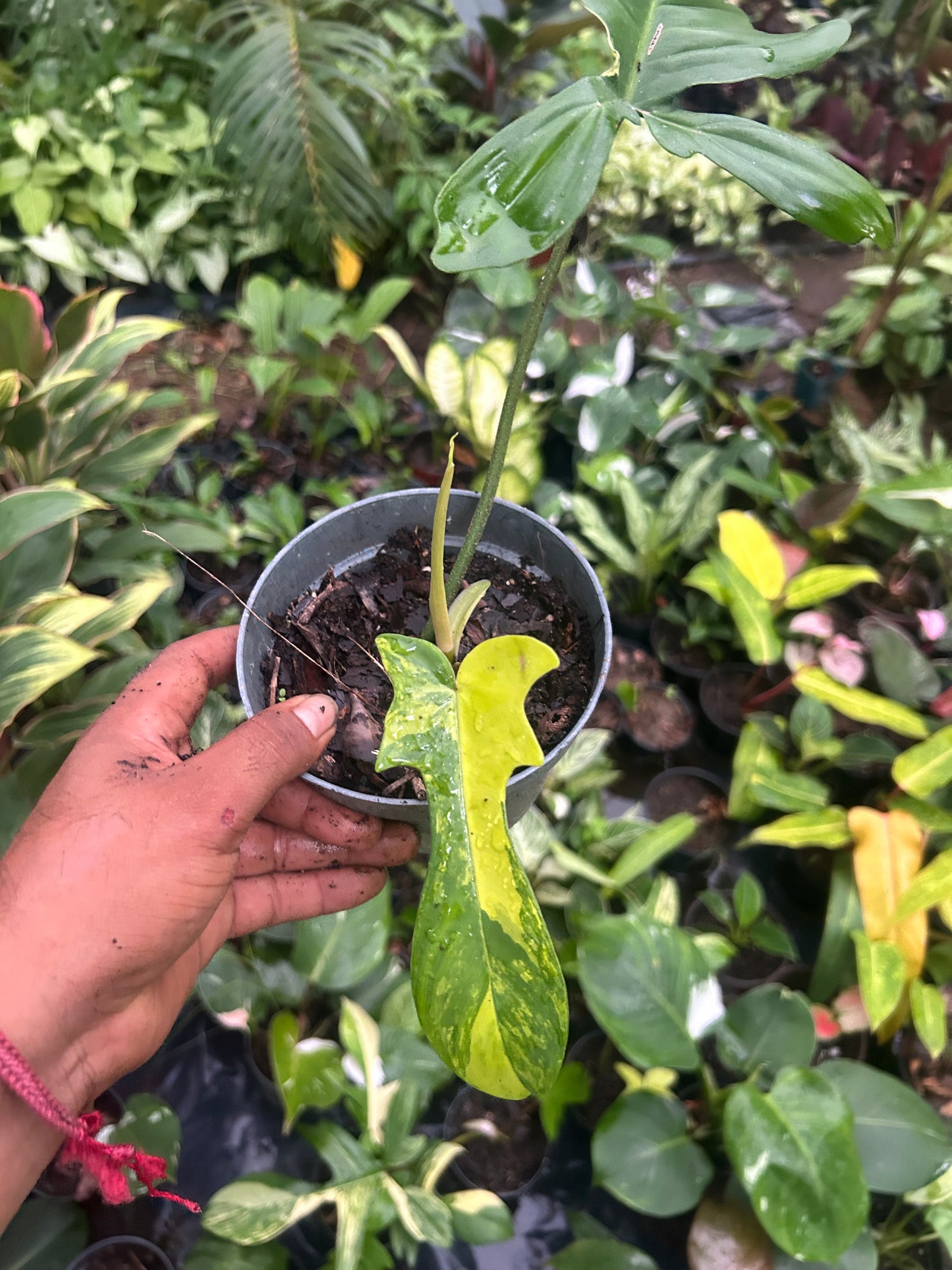 Philodendron Florida Beauty