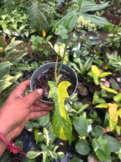 Philodendron Florida Beauty