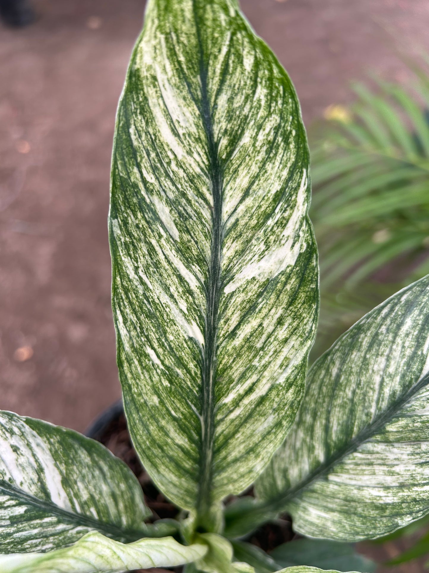 Spathiphyllum Sensation Variegated