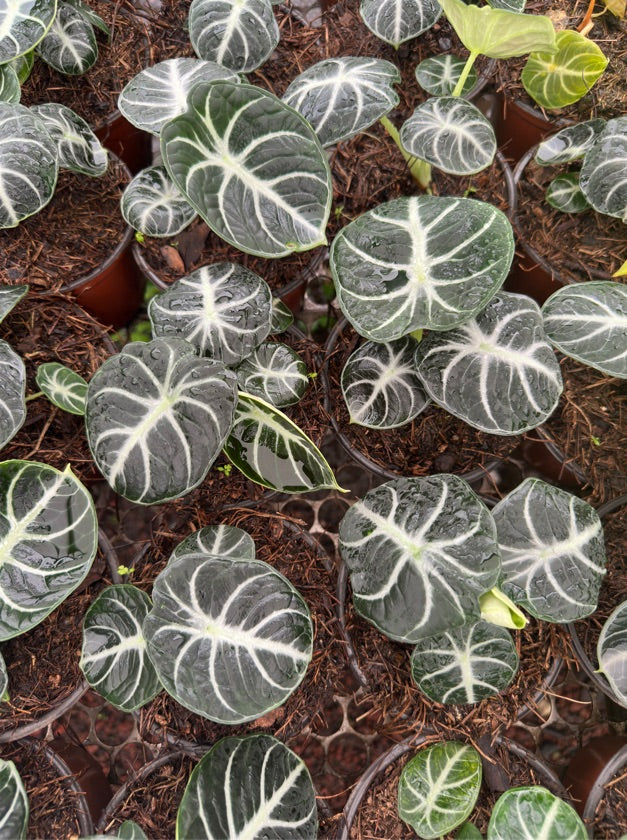 Alocasia Ninja