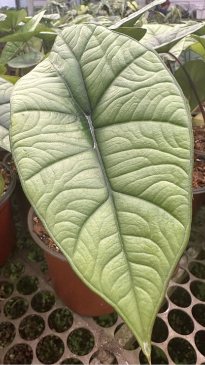 Alocasia Baginda Platinum