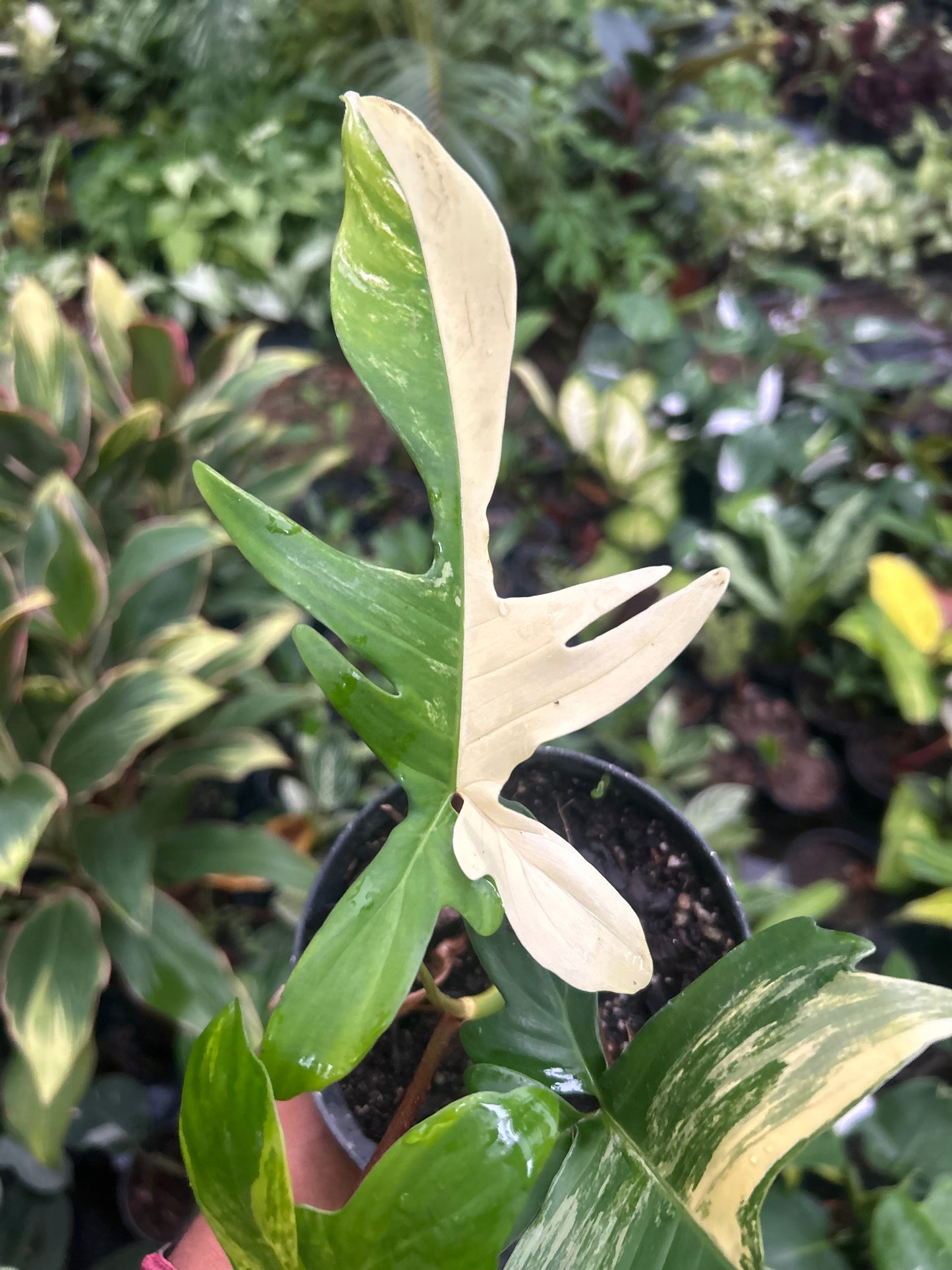 Philodendron Florida Beauty