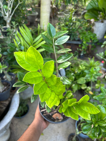 Zamioculca zamifolia