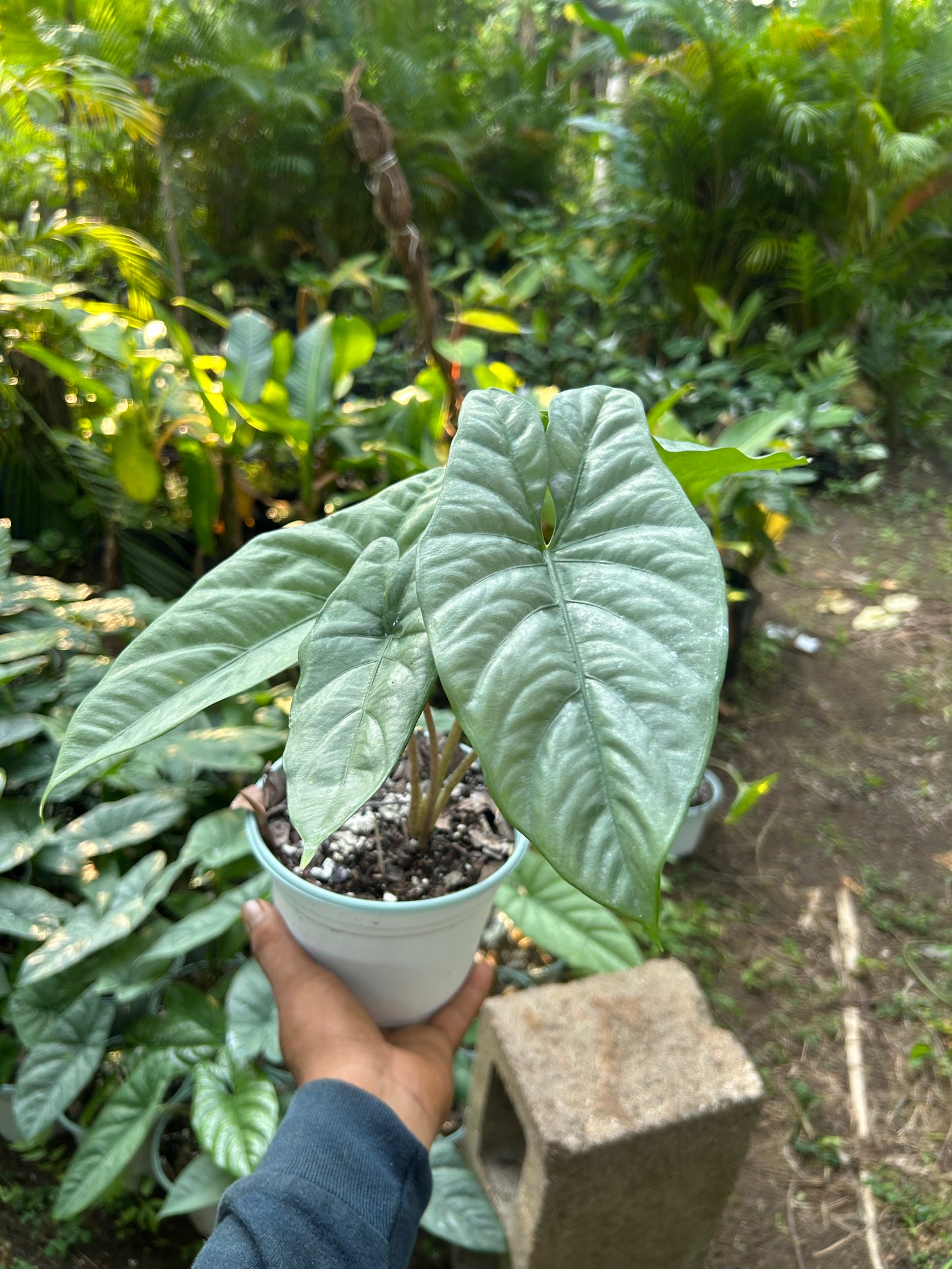 Alocasia Heterophylla “Corazón”
