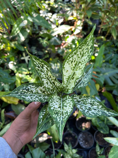 Aglaonema Snow White