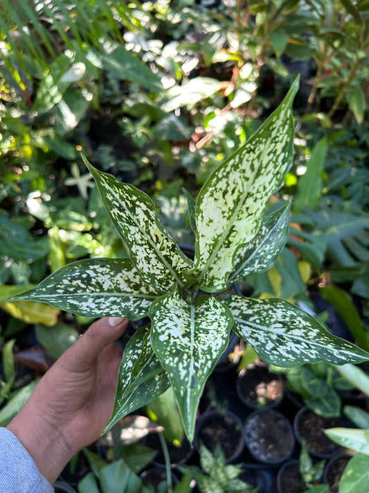 Aglaonema Snow White