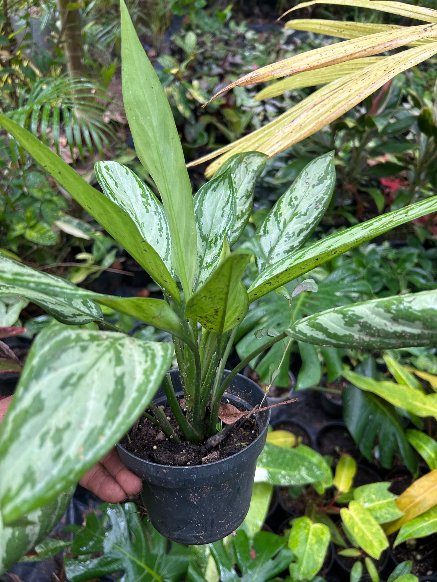 Aglaonema Silver Queen