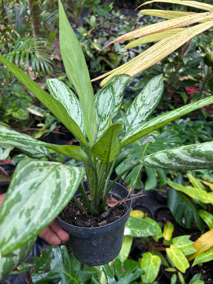 Aglaonema Silver Queen