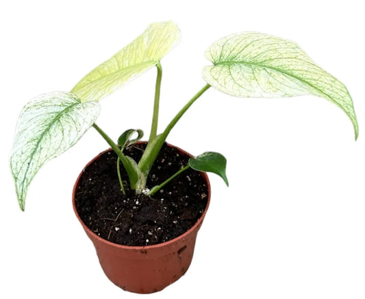 Monstera Deliciosa Mint