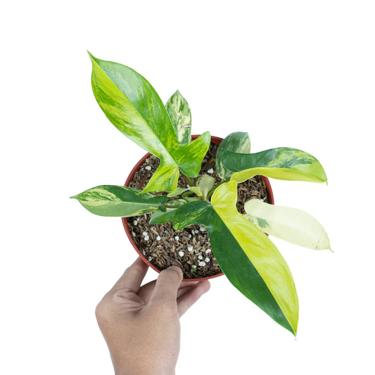 Philodendron Florida Beauty