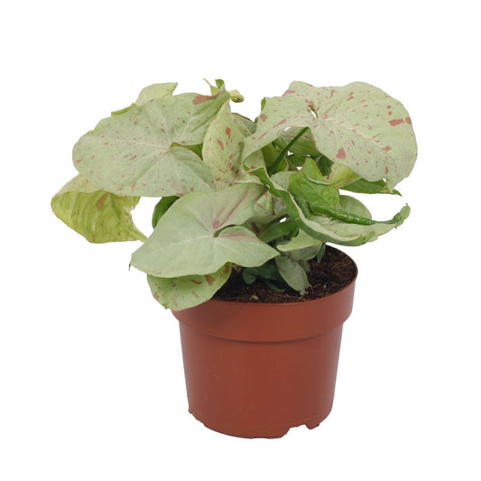 Syngonium Milk Confetti