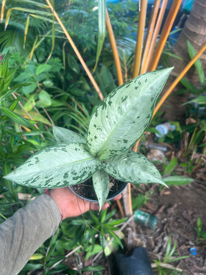 Dieffenbachia “Tiki”
