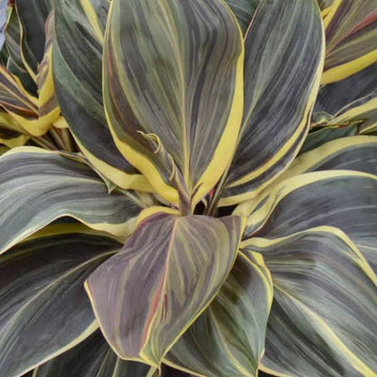 Dracena Chocolate Queen
