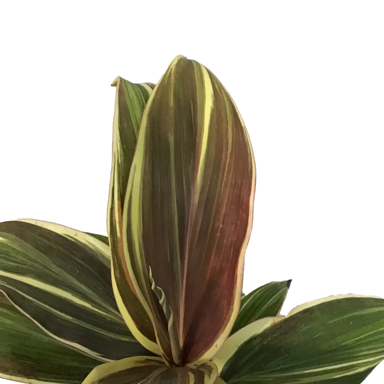 Dracena Chocolate Queen