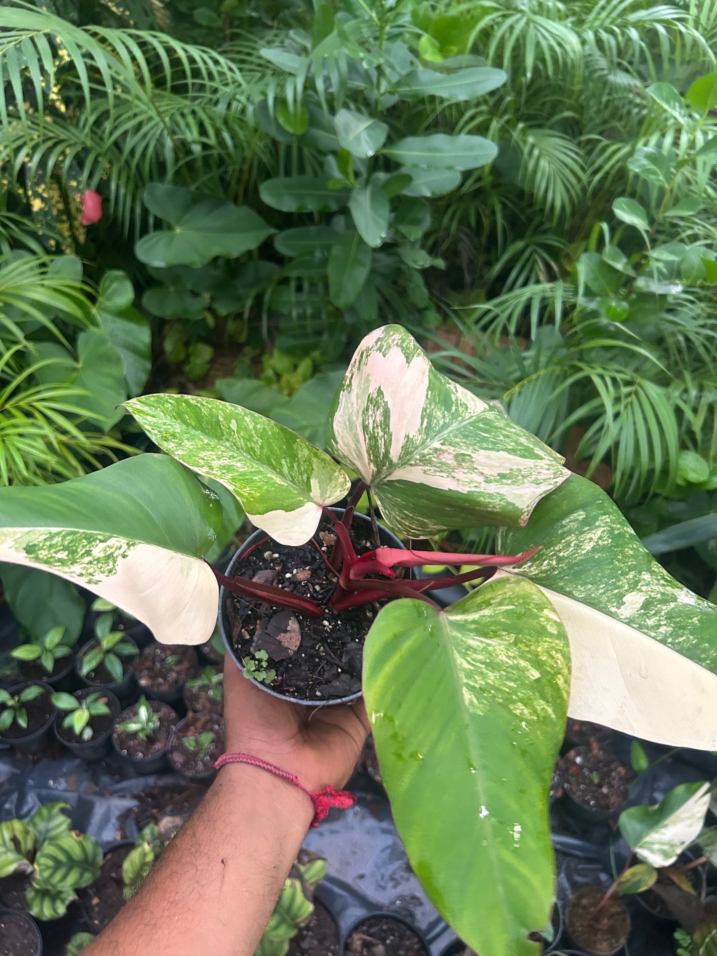 Philodendron Strawberry Shake
