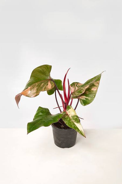 Philodendron Strawberry Shake