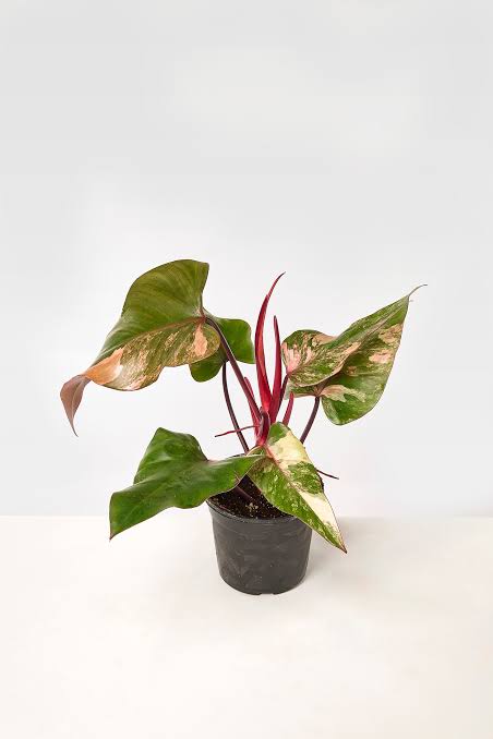 Philodendron Strawberry Shake