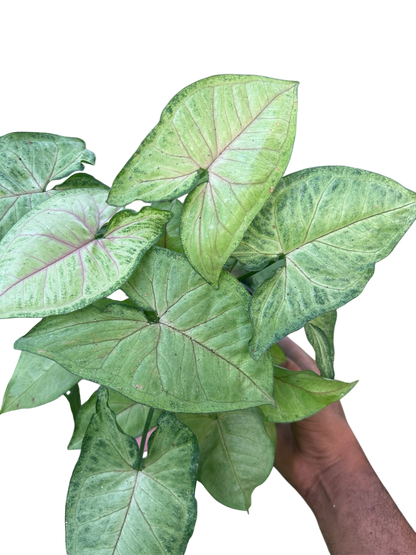 Syngonium podophyllum 'Berry Allusion'