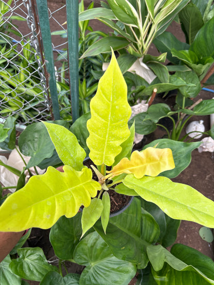 Philodendron golden Crocodile