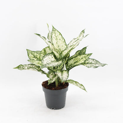 Aglaonema Snow White