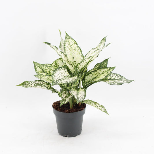 Aglaonema Snow White