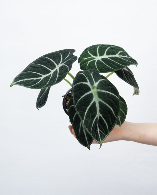Alocasia Ninja