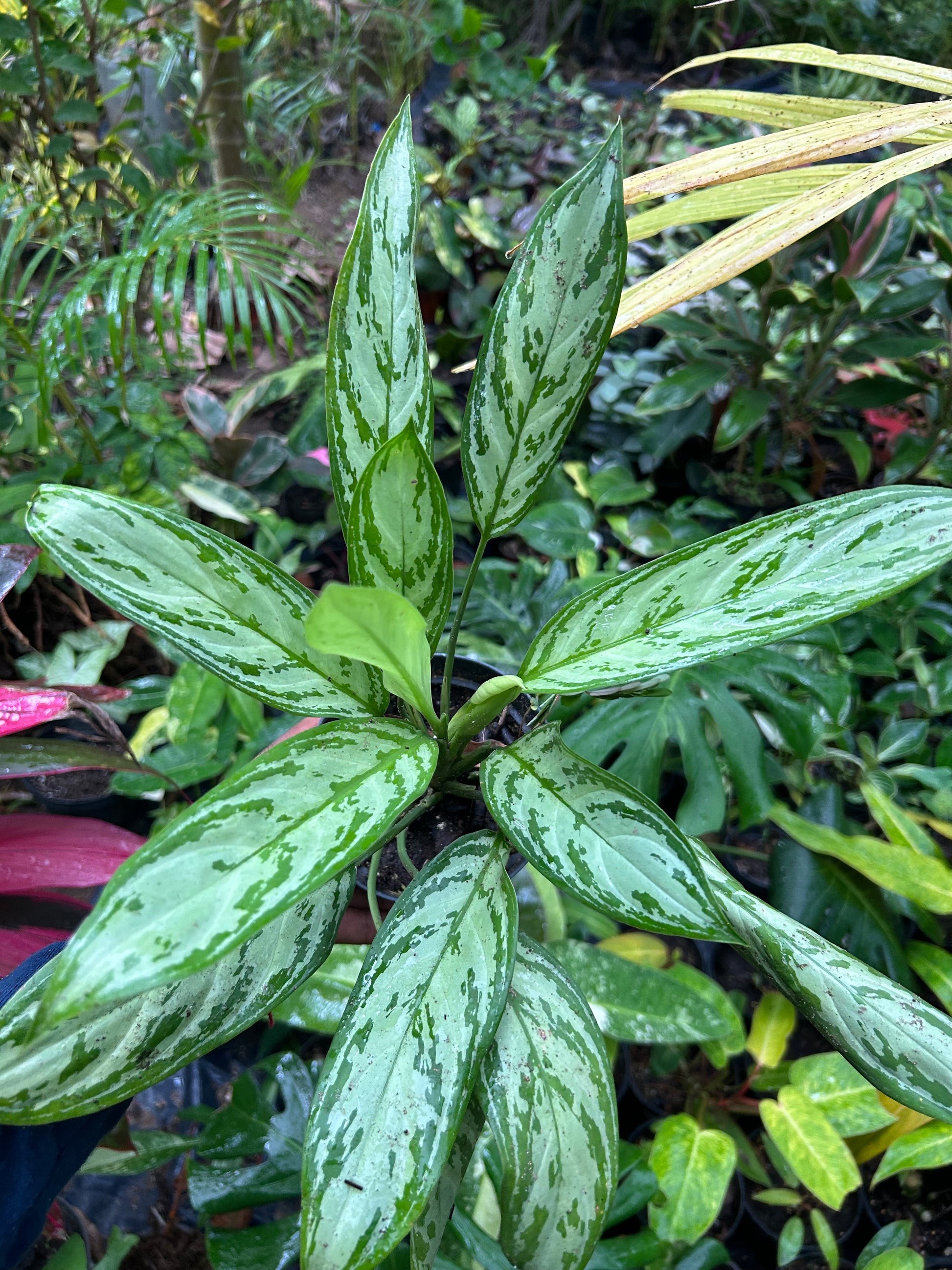 aglaonema silver queen cuidados Aglaonema Silver Queen - Planta Tropical de Hojas Plateadas