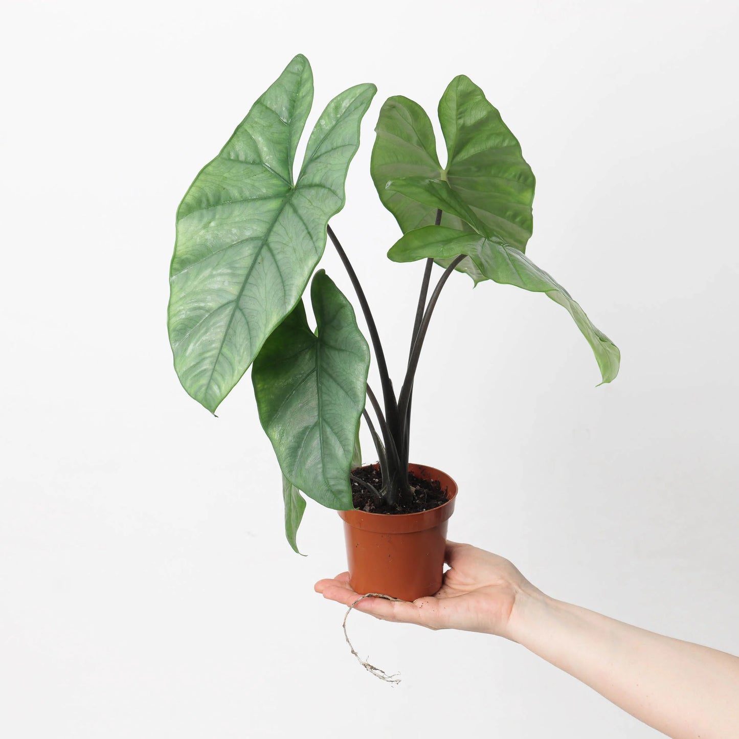 Alocasia Heterophylla “Corazón”