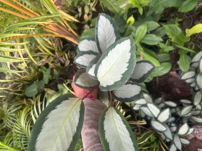 Calathea Argentea