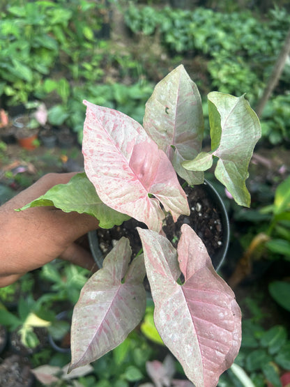 Syngonium Pink Spot