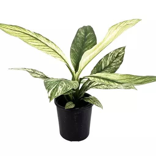 Spathiphyllum Sensation Variegated