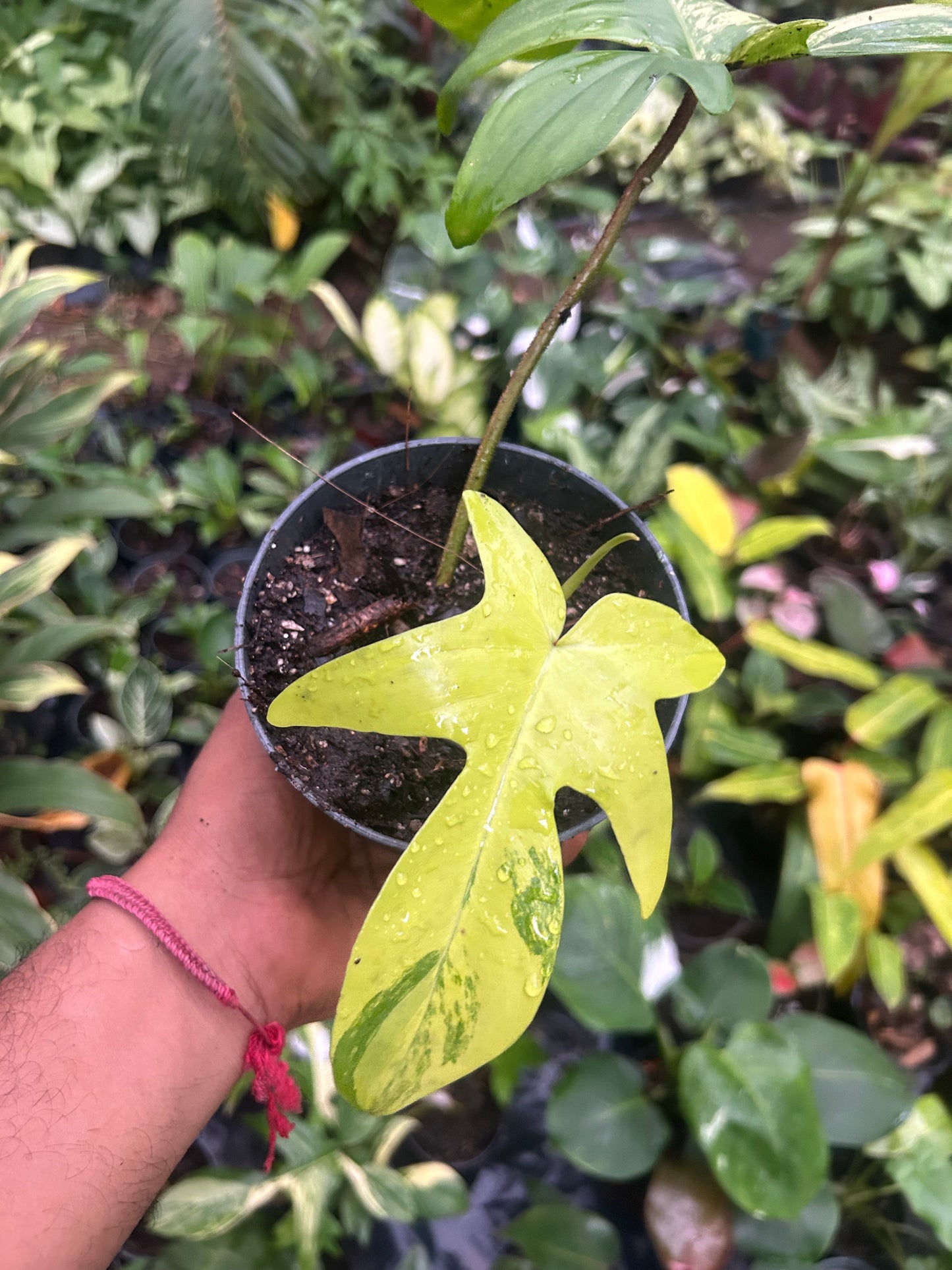 Philodendron Florida Beauty