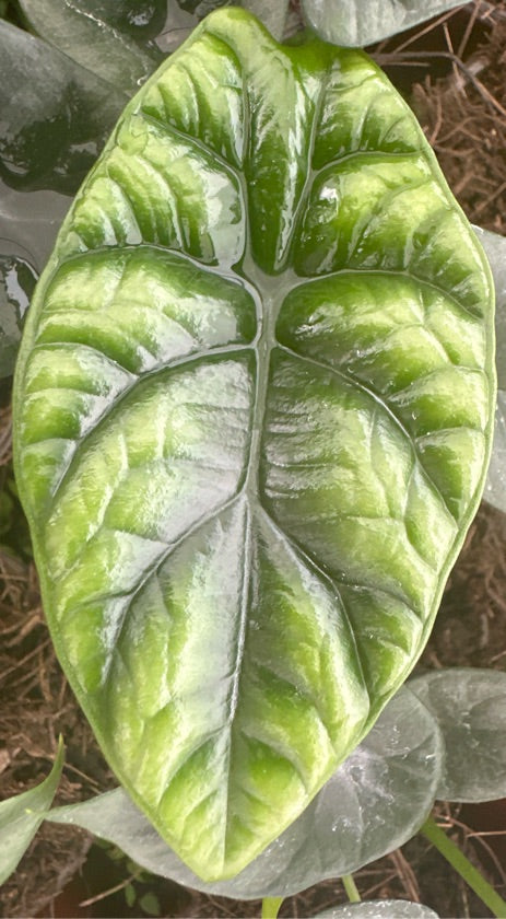 Alocasia Sinuata