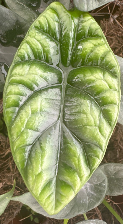 Alocasia Sinuata