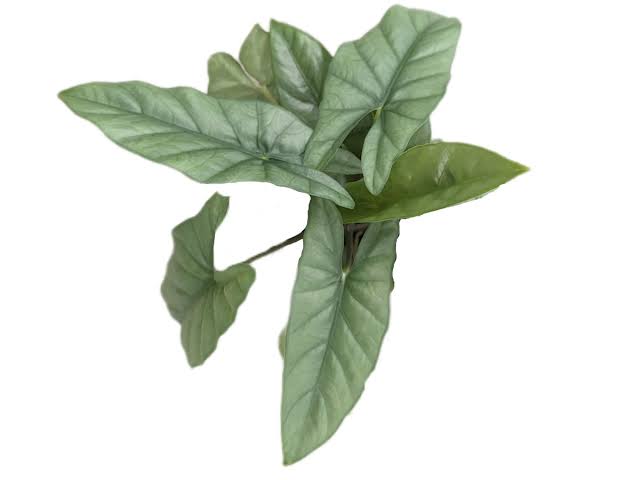 Alocasia Heterophylla “Corazón”