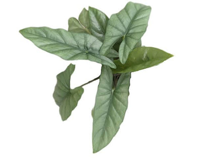 Alocasia Heterophylla “Corazón”