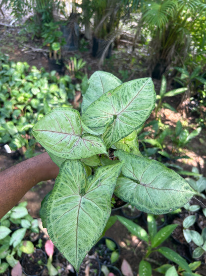 Syngonium podophyllum 'Berry Allusion'