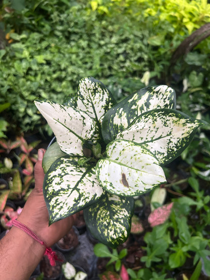 Aglaonema Súper White
