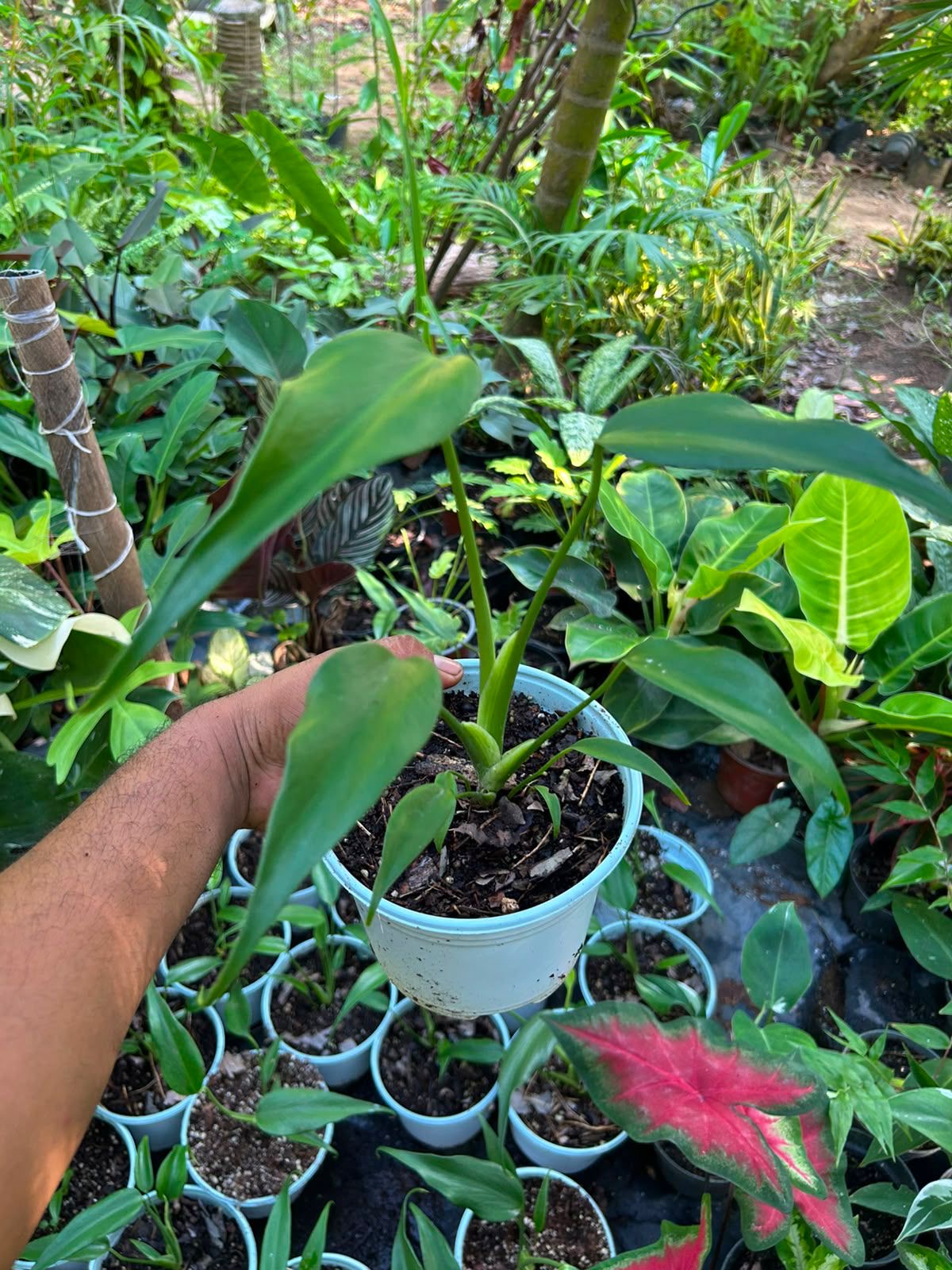 Monstera Burle Marx Flame