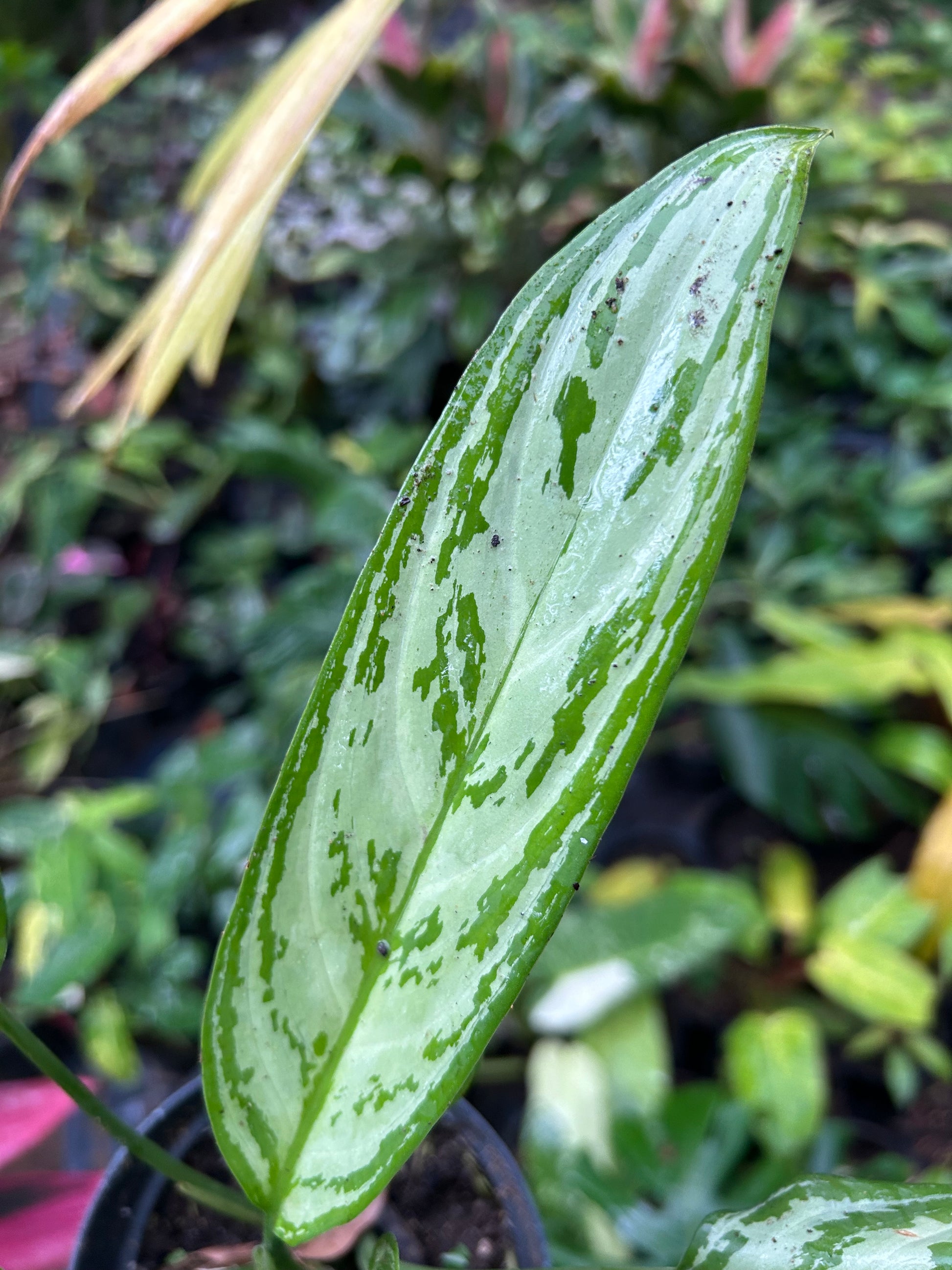 aglaonema silver queen cuidados Aglaonema Silver Queen - Planta Tropical de Hojas Plateadas