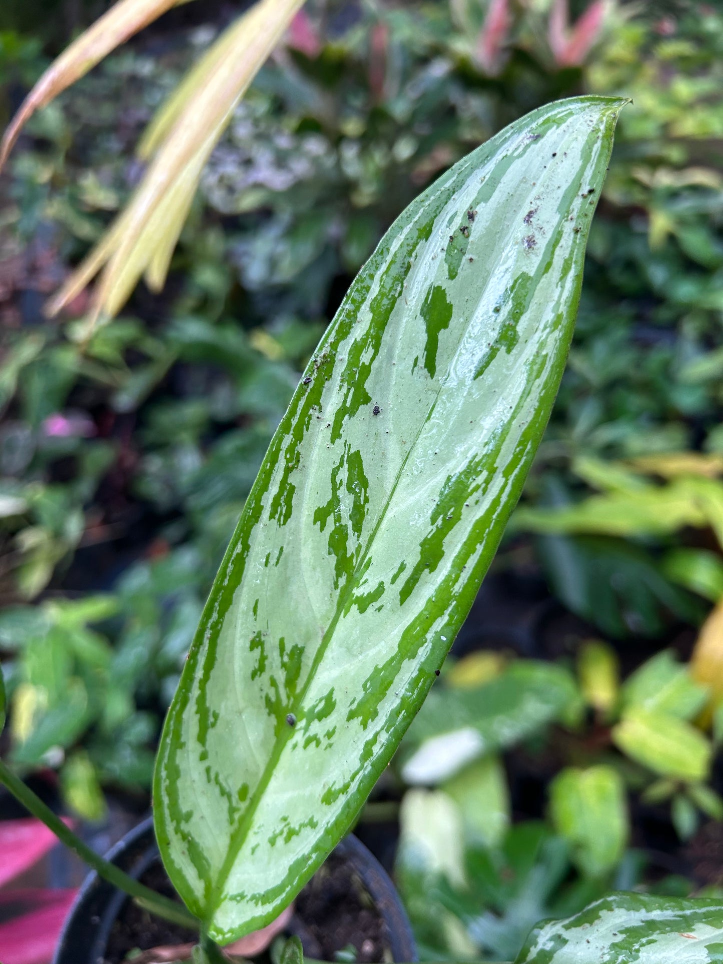 Aglaonema Silver Queen