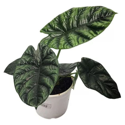 Alocasia Sinuata