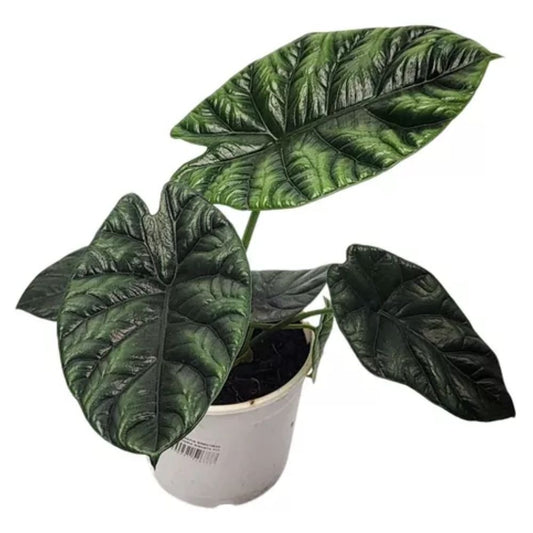 Alocasia Sinuata