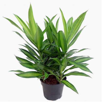 Dracena Reflexa / Canción de Jamaica