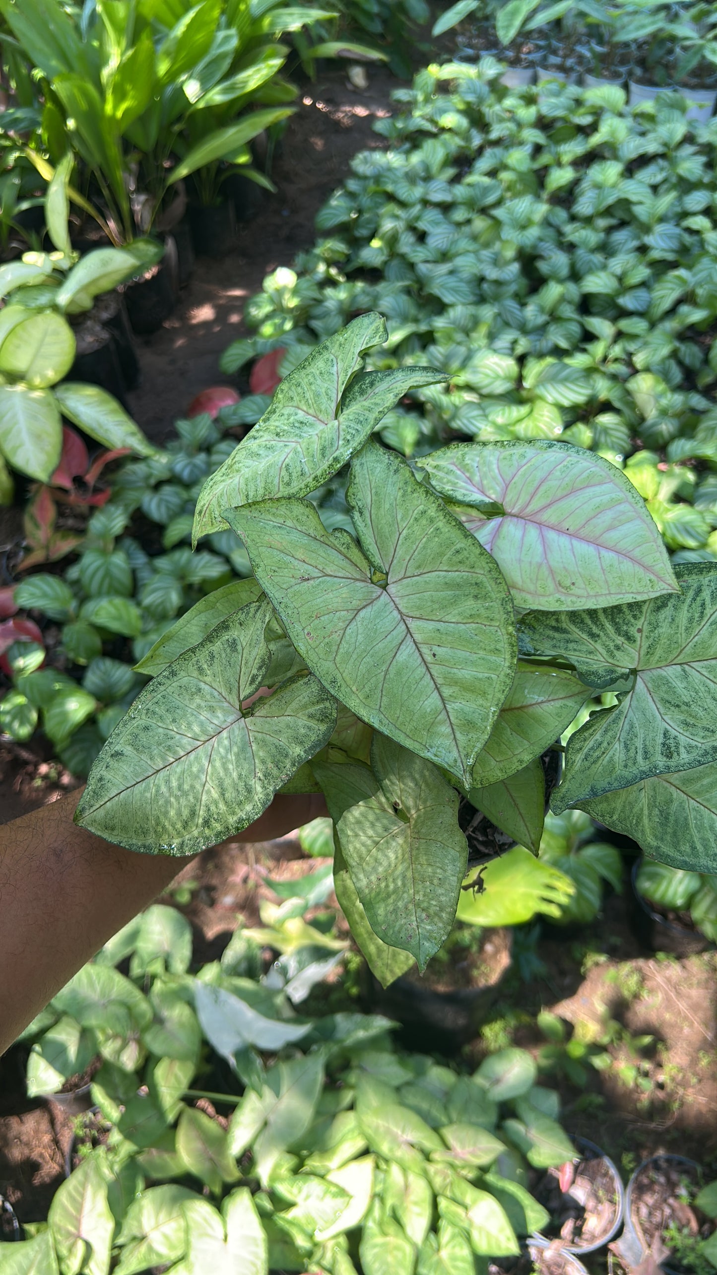 Syngonium podophyllum 'Berry Allusion'