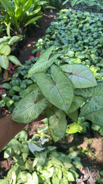 Syngonium podophyllum 'Berry Allusion'