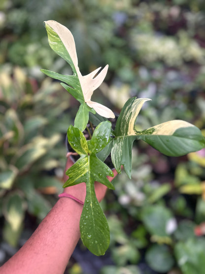 Philodendron Florida Beauty