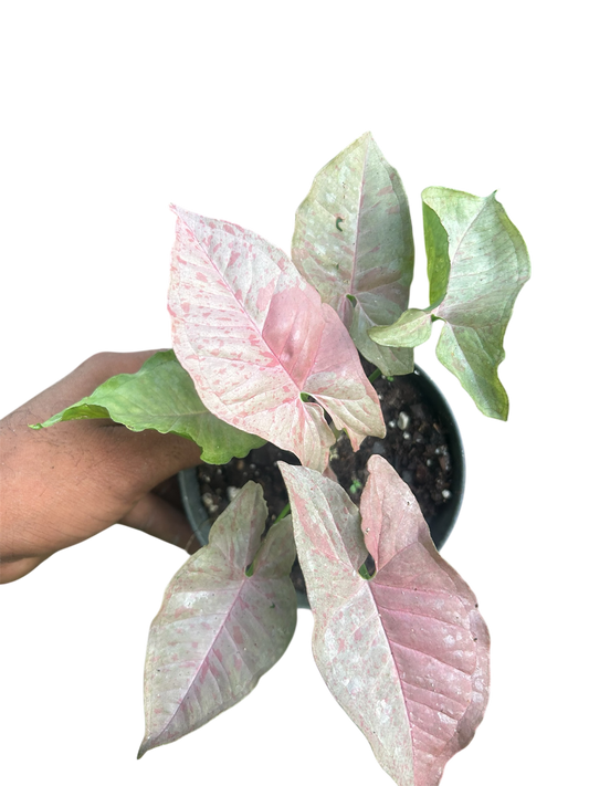 Syngonium Pink Spot