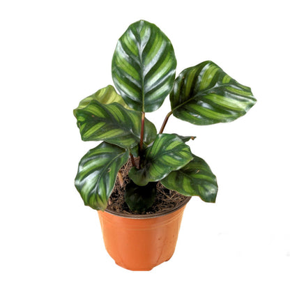 Calathea Fasciata